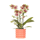 Kolibri Orchids | Orange Grosetto Orchidee mit orangefarbenem Poppy-Übertopf – Topfgröße Ø9 cm – frisch vom Züchter
