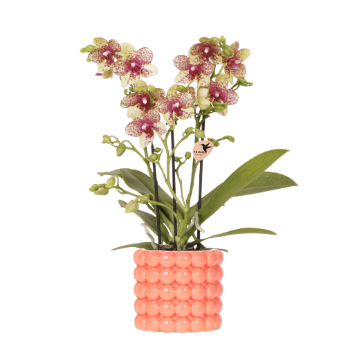 "Kolibri Orchids | Orange Grosetto Orchidee mit orangefarbenem Poppy-Übertopf – Topfgröße Ø9 cm – frisch vom Züchter image"