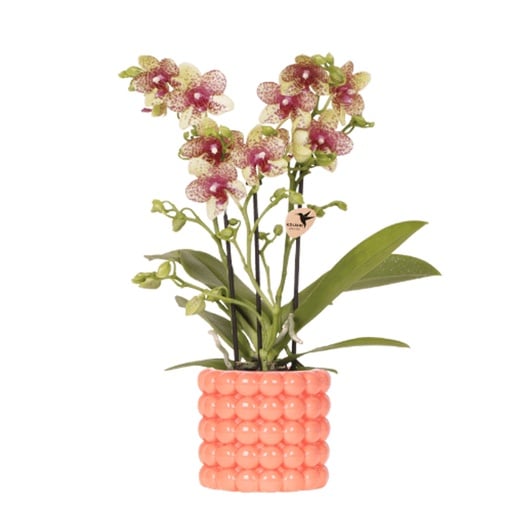 "Kolibri Orchids | Orange Grosetto Orchidee mit orangefarbenem Poppy-Übertopf – Topfgröße Topf-Ø 9 cm – frisch vom Züchter image"