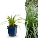 Gräser - Carex morrowii Ice Dance - Japanische Segge - Immergrün - Creme-Grün - 1 Pflanzen - Topf 11cm - Höhe 15-25cm