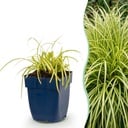 Gräser - Carex oshimensis Evergold - Japanische Segge - Immergrün - Gelb-Grün - 1 Pflanzen - Topf 11cm - Höhe 15-25cm