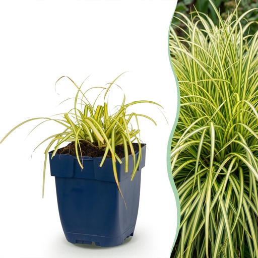 "Gräser - Carex oshimensis Evergold - Japanische Segge - Immergrün - Gelb-Grün - 1 Pflanzen - Topf 11cm - Höhe 15-25cm image"