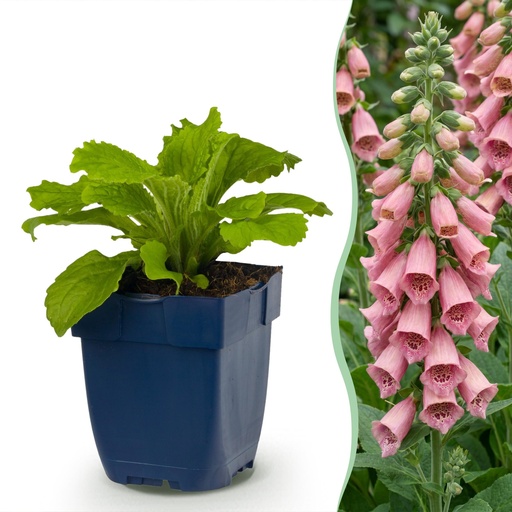 "Stauden - Digitalis mertonensis - Fingerhut - Schatten - Rosa - 1 Pflanzen - Topf 11cm - Höhe 15-25cm image"
