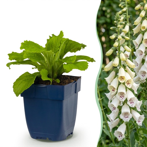 "Stauden - Digitalis purp. Dalmatian White - Fingerhut - Schatten - Weiß - 1 Pflanzen - Topf 11cm - Höhe 15-25cm image"