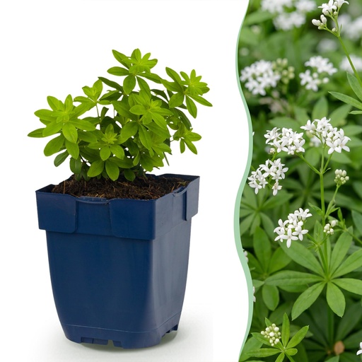 "Stauden - Galium odoratum - Labkraut - Bodendecker - Weiß - 1 Pflanzen - Topf 11cm - Höhe 15-25cm image"