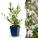 Staude - Gaura lindh. Whirling Butterflies - Prachtkerze - Bienen- und Schmetterlingsmagneten - Weiß - 1 Pflanze - Topf 11cm - Höhe 15-25cm