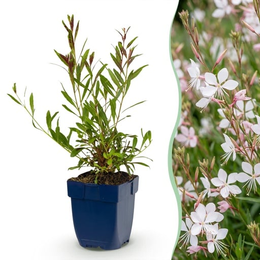 "Staude - Gaura lindh. Whirling Butterflies - Prachtkerze - Bienen- und Schmetterlingsmagneten - Weiß - 1 Pflanze - Topf 11cm - Höhe 15-25cm image"