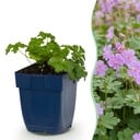 Stauden - Geranium macr. Czakor - Storchschnabel - Bodendecker - Lila-Rosa - 1 Pflanzen - Topf 11cm - Höhe 15-25cm