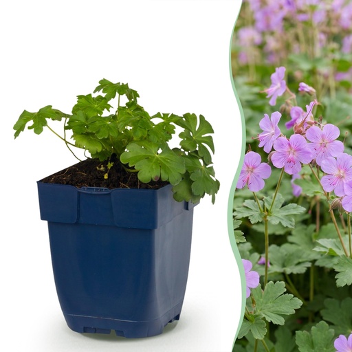 "Stauden - Geranium macr. Czakor - Storchschnabel - Bodendecker - Lila-Rosa - 1 Pflanzen - Topf 11cm - Höhe 15-25cm image"