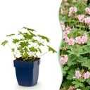 Stauden - Geranium macr. Ingwersen's Variety - Storchschnabel - Bodendecker - Hellrosa - 1 Pflanzen - Topf 11cm - Höhe 15-25cm