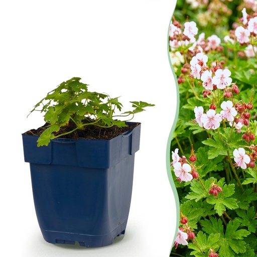 "Stauden - Geranium macr. Spessart - Storchschnabel - Bodendeckend - Weiß-Rosa - 1 Pflanzen - Topf 11cm - Höhe 15-25cm image"
