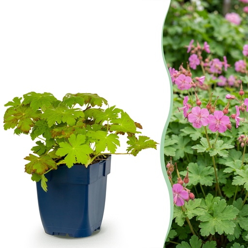 "Staude - Geranium macrorrhizum - Storchschnabel - Bodendecker - Rosa - 1 Pflanzen - Topf 11cm - Höhe 15-25cm image"