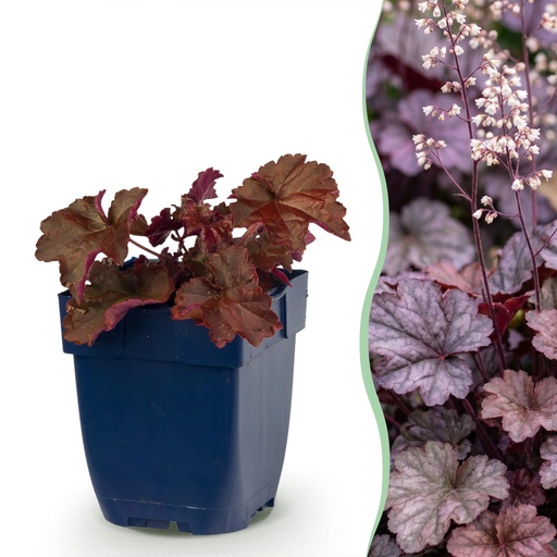 "Stauden - Heuchera micr. Palace Purple - Purpurglöckchen - Schatten - Lila - 1 Pflanzen - Topf 11cm - Höhe 15-25cm image"