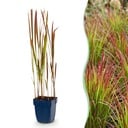 Gräser - Imperata cylindrica Red Baron - Japanisches Blutgras - Rote Ausläufer - Rot - 1 Pflanze - Topf 11cm - Höhe 15-25cm