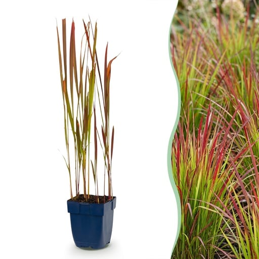 "Japanisches Blutgras (Imperata cylindrica) – winterharte Staude, Höhe ca. 11 cm image"