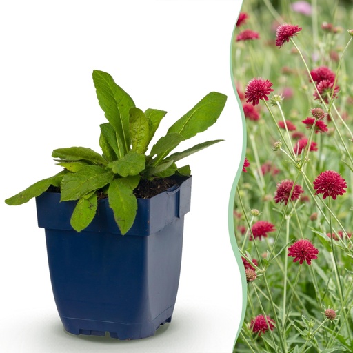 "Stauden - Knautia macedonica - Wiesenknöterich - Bienen- und Schmetterlingsanzieher - Dunkelrot - 1 Pflanzen - Topf 11cm - Höhe 15-25cm image"