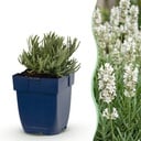 Stauden - Lavandula ang. Edelweiss - Lavendel - Duftend - Weiß - 1 Pflanzen - Topf 11cm - Höhe 15-25cm