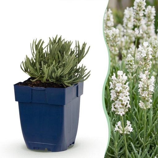 "Staude - Lavandula ang. Hidcote - Lavendel - Duftend - Lila - 1 Pflanzen - Topf 11cm - Höhe 15-25cm image"