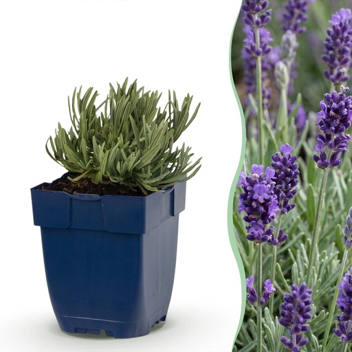"Stauden - Lavandula ang. Munstead - Lavendel - Duftend - Lila - 1 Pflanzen - Topf 11cm - Höhe 15-25cm image"