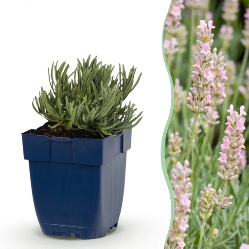 "Stauden - Lavandula ang. Rosea - Lavendel - Düfte - Rosa - 1 Pflanzen - Topf 11cm - Höhe 15-25cm image"