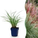 Gräser - Miscanthus sin. Red Chief - Pampasgras - Mit Blüte - Grün - 1 Pflanzen - Topf 11cm - Höhe 15-25cm