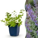 Stauden - Nepeta faassenii 'Six Hills Giant' - Katzenminze - Bienen- und Schmetterlingsanwerfer - Lila - 1 Pflanzen - Topf 11cm - Höhe 15-25cm