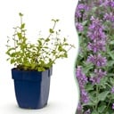 Stauden - Nepeta rac. Grog - Katzenminze - Bienchen- und Schmetterlingsanzieher - Blau - 1 Pflanzen - Topf 11cm - Höhe 15-25cm
