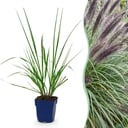 Gräser - Pennisetum alop. Black Beauty - Lampenputzergras - Mit Blüte - Grün - 1 Pflanzen - Topf 11cm - Höhe 15-25cm