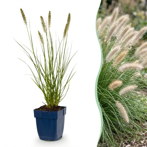 "Gras - Pennisetum alop. Hameln - Lampenputzergras - Mit Plume - Grün - 1 Pflanzen - Topf 11cm - Höhe 15-25cm image"