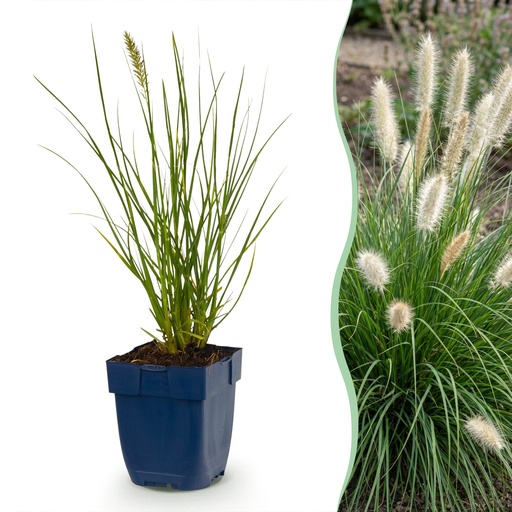 "Gräser - Pennisetum alop. Little Bunny - Fuchsschwanzgras - Mit Blüte - Grün - 1 Pflanzen - Topf 11cm - Höhe 15-25cm image"