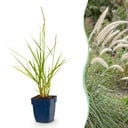 Gräser - Pennisetum or. Fairy Tales - Lampenputzergras - Mit Blüte - Grün - 1 Pflanzen - Topf 11cm - Höhe 15-25cm