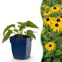 Staude - Rudbeckia fulg. Goldsturm - Gelbe Sonnenhut - Bienen- und Schmetterlingsanwerfer - Gelb - 1 Pflanzen - Topf 11cm - Höhe 15-25cm