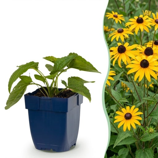 "Staude - Rudbeckia fulg. Goldsturm - Gelbe Sonnenhut - Bienen- und Schmetterlingsanwerfer - Gelb - 1 Pflanzen - Topf 11cm - Höhe 15-25cm image"