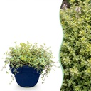 Staudenpflanze - Thymus citr. Sambesi - Zitronen-Thymian - Duftend - Gelb - 1 Pflanzen - Topf 11cm - Höhe 15-25cm