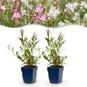 Stauden - Gaura Duo - Prachtkerze - Bienen und Schmetterlingsanzieher - Rosa - Weiß - 6 Pflanzen - Topf 11cm - Höhe 15-25cm