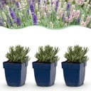 Stauden - Lavandula Tricolour - Lavendel - Duftend - Blau - Rosa - Weiß - 6 Pflanzen - Topf 11 cm - Höhe 15-25 cm