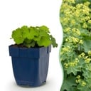 Stauden - Alchemilla mollis - Frauenmantel - Bodendecker - Gelb - 6 Pflanzen - Topf 11cm - Höhe 15-25cm