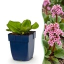 Stauden - Bergenia cordifolia - Herzblatt - Schatten - Rosa - 6 Pflanzen - Topf 11cm - Höhe 15-25cm