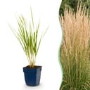 Gräser - Calamagrostis Karl Foerster - Schilfrohr - Mit Blüte - Grün - 6 Pflanzen - Topf 11cm - Höhe 15-25cm