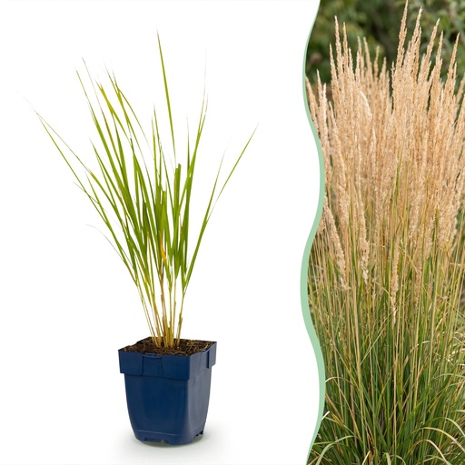 "Gräser - Calamagrostis Karl Foerster - Schilfrohr - Mit Blüte - Grün - 6 Pflanzen - Topf 11cm - Höhe 15-25cm image"