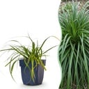 Gräser - Carex oshimensis Evergreen - Japanisches Sauergras - Immergrün - Grün - 6 Pflanzen - Topf 11cm - Höhe 15-25cm