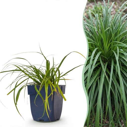 "Gräser - Carex oshimensis Evergreen - Japanisches Sauergras - Immergrün - Grün - 6 Pflanzen - Topf 11cm - Höhe 15-25cm image"
