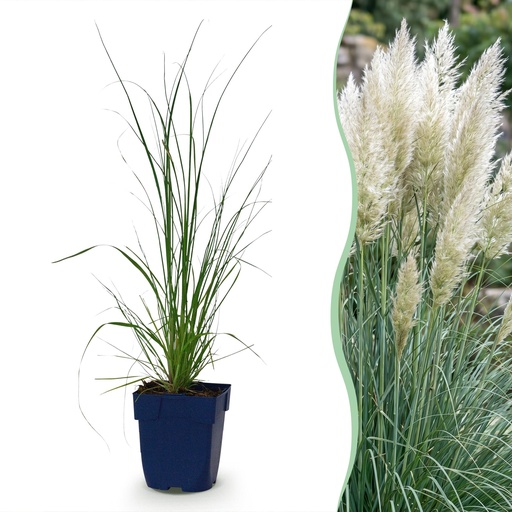 "Gräser - Cortaderia sell. Pumila - Zwerg-Pampasgras - Mit Feder - Grau - 6 Pflanzen - Topf 11cm - Höhe 15-25cm image"