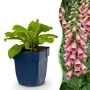 Stauden - Digitalis mertonensis - Fingerhut - Schatten - Rosa - 6 Pflanzen - Topf 11cm - Höhe 15-25cm