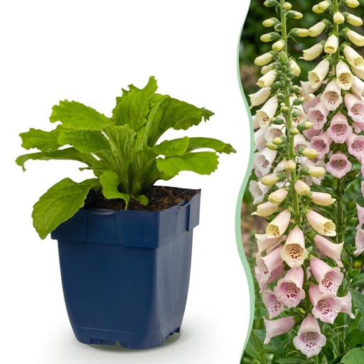 "Roter Fingerhut 'Gloxiniiflora' 6er-Set (Digitalis purpurea) – winterharte Staude, Topf-Ø 11 cm, Höhe ca. 15–25 cm image"