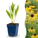 Stauden - Echinacea paradoxa - Sonnenhut - Bienen- und Schmetterlingsanreizer - Gelb - 6 Pflanzen - Topf 11cm - Höhe 15-25cm