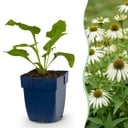 Stauden - Echinacea purp. Alba - Sonnenhut - Bienen- und Schmetterlingszieher - Weiß - 6 Pflanzen - Topf 11cm - Höhe 15-25cm
