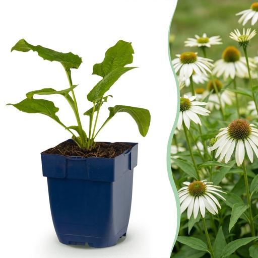 "Stauden - Echinacea purp. Alba - Sonnenhut - Bienen- und Schmetterlingszieher - Weiß - 6 Pflanzen - Topf 11cm - Höhe 15-25cm image"