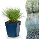Stauden - Festuca glauca - Blaugras - Immergrün - Blau - 6 Pflanzen - Topf 11cm - Höhe 15-25cm
