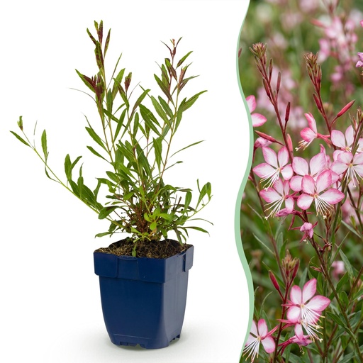 "Stauden - Gaura lindh. Rosyjane - Prachtkerze - Bienen- und Schmetterlingsanzieher - Rosa - 6 Pflanzen - Topf 11cm - Höhe 15-25cm image"